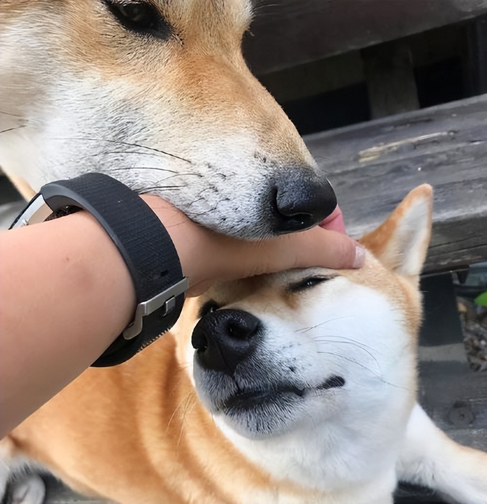 自己养的狗狗为什么总咬小朋友,养狗就要接受狗狗乱咬东西