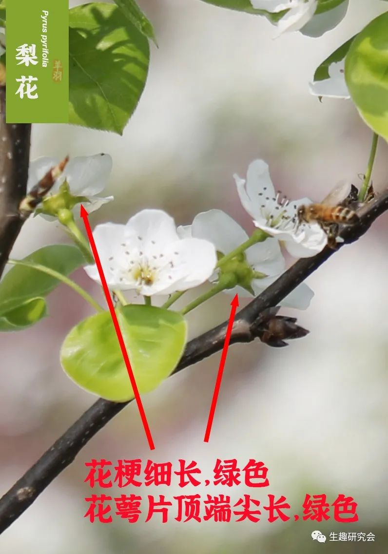 九种春花辨别,常见春花极简识别法