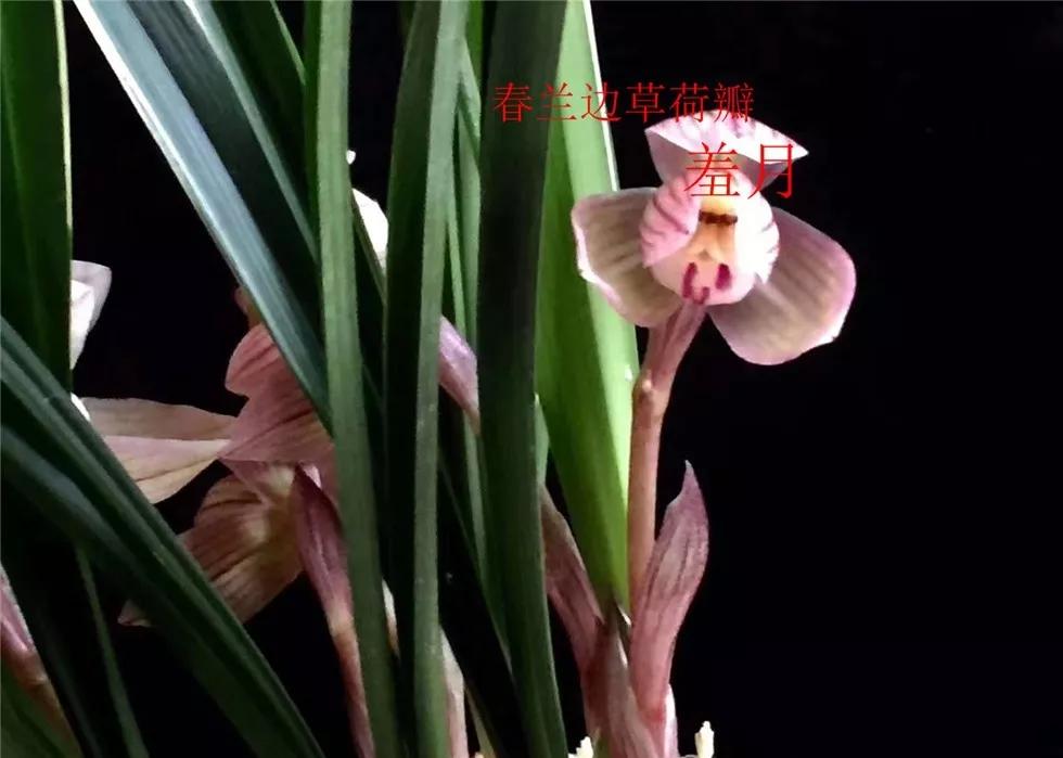 七年前，他家里的一棵春兰边艺开出极品红荷，大佬出275万收购