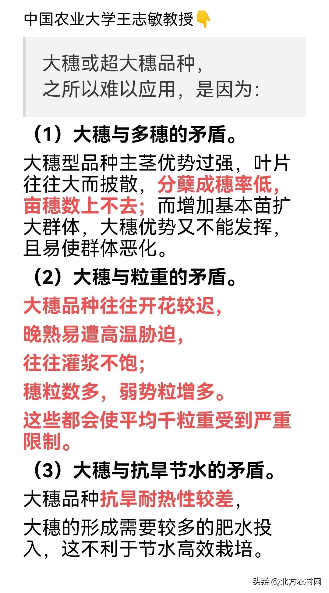 特大粒特大穗小麦种,矮杆大穗小麦什么品种好
