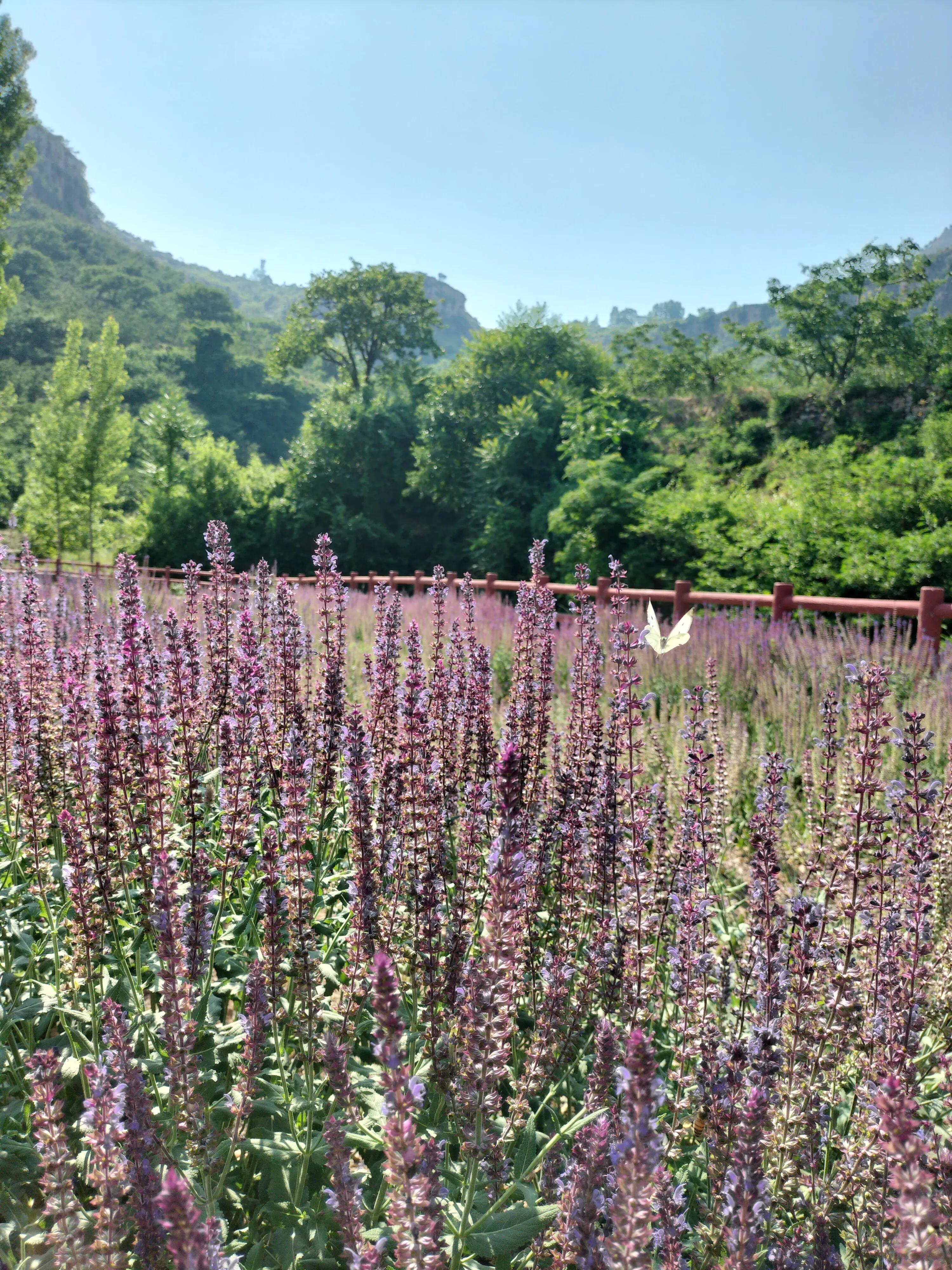 情人谷之约,情人谷相见