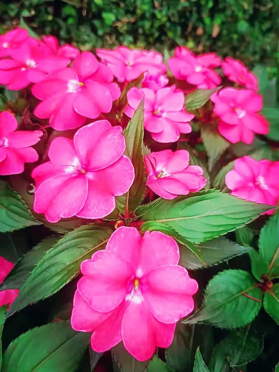 美丽五颜六色的凤仙花,七月最美的花景视频素材