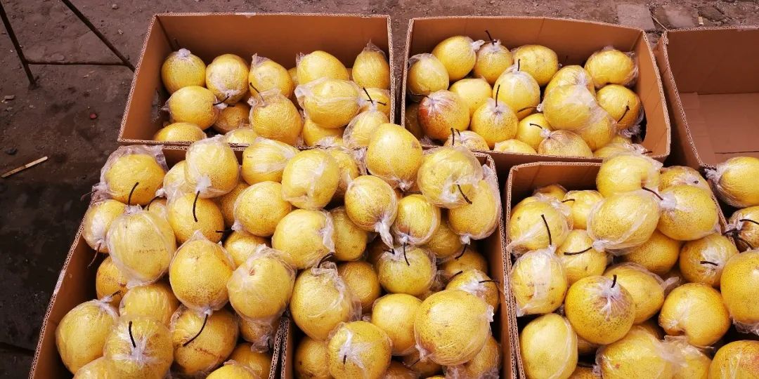 唐山哪卖辽峰葡萄,两串葡萄卖五百