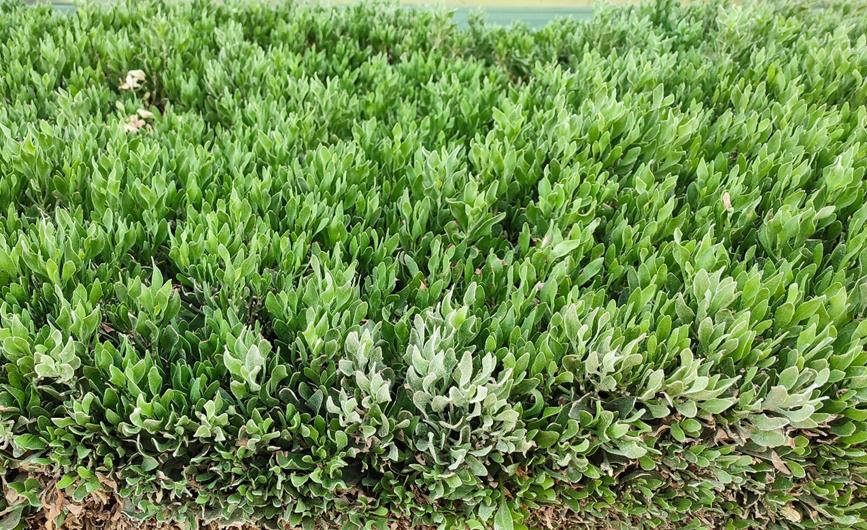 迪拜适合养什么植物,迪拜常见花草