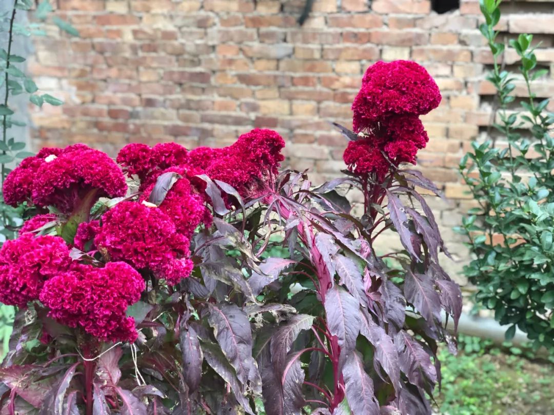 平原上的娜拉小说在哪里可以看,平原上的娜拉是什么意思