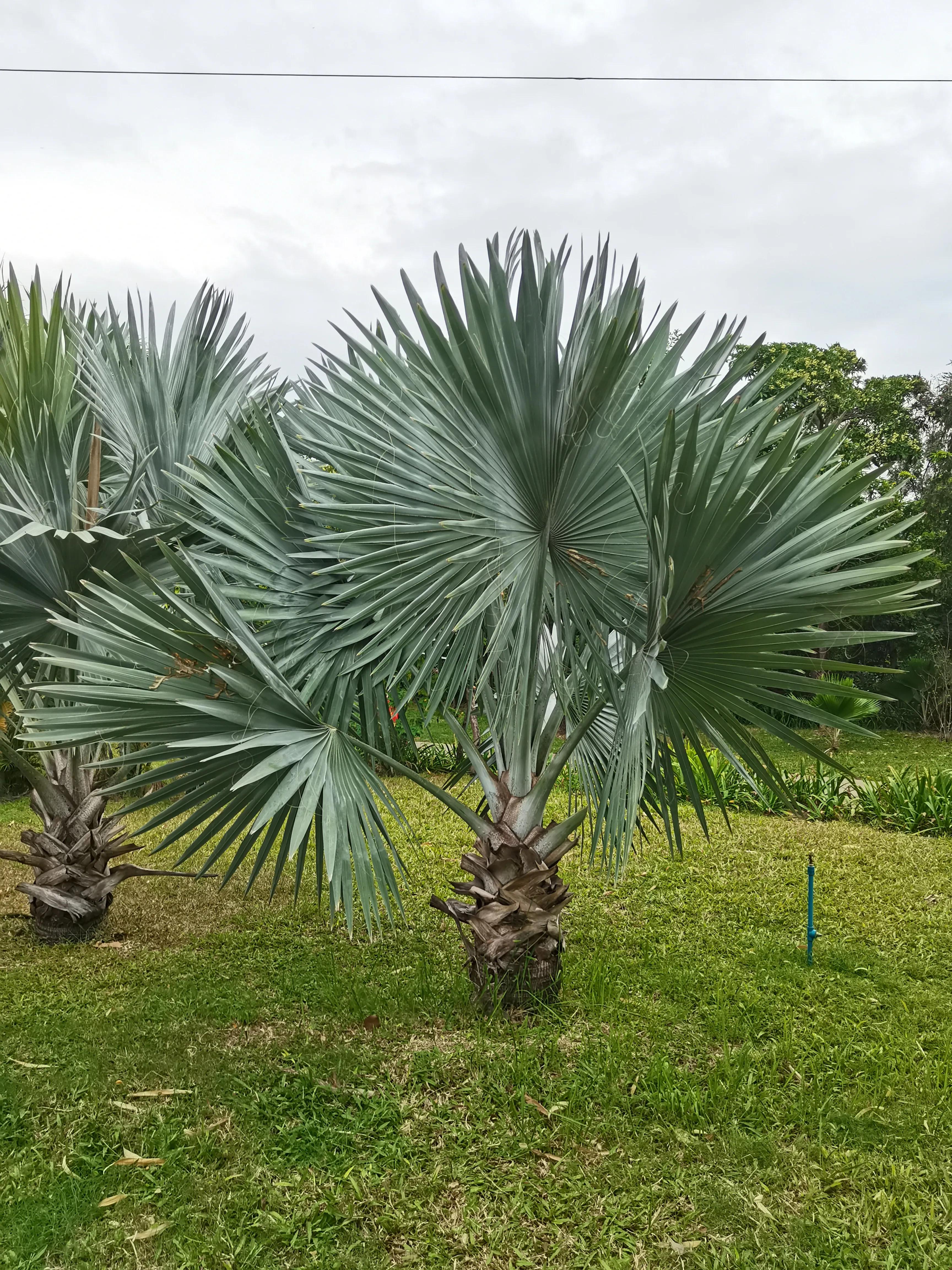 冬天海南风景视频,冬季的海南