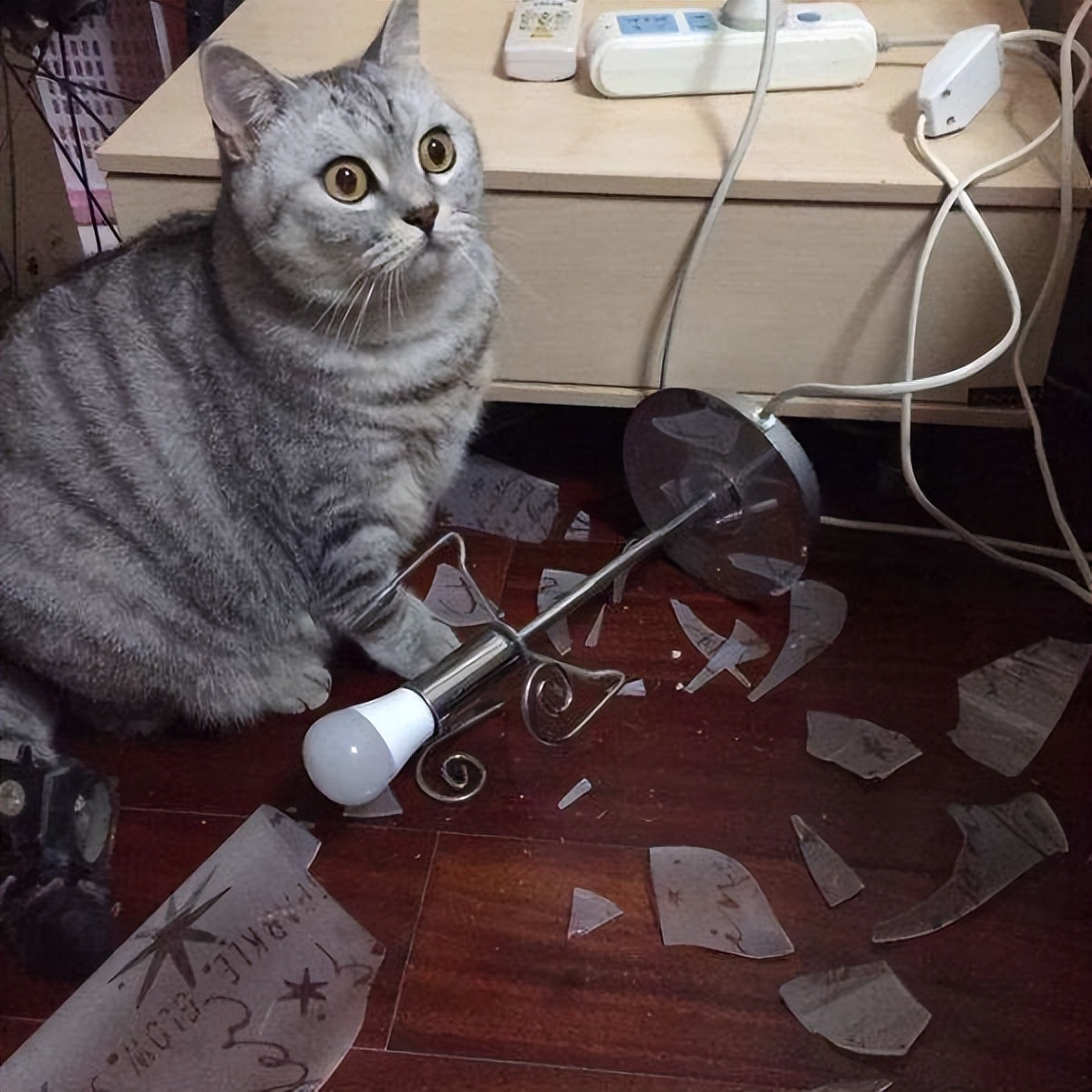 养猫的5大“好处”和5大“坏处”，看完，你还会养吗？