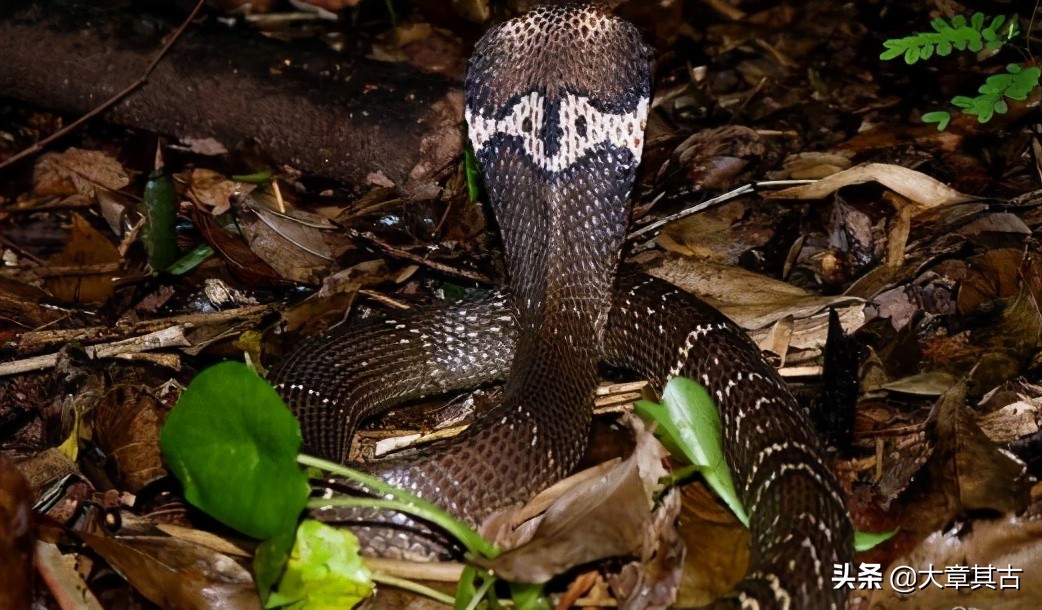 舟山眼镜蛇有毒吗,最毒的海蛇排行