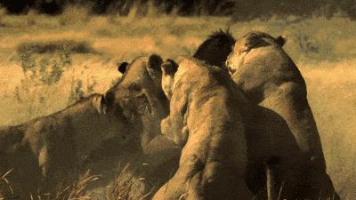 老虎和狮子晚年,狮子和老虎成年期一样吗