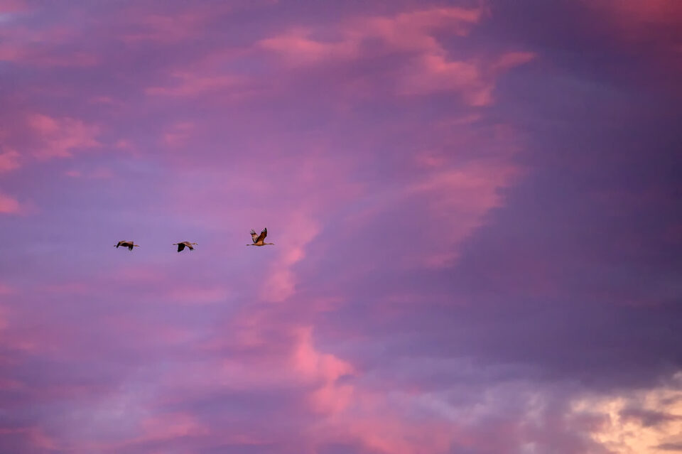 尼康d800属于哪个级别相机,尼康d5100单反相机入门教程