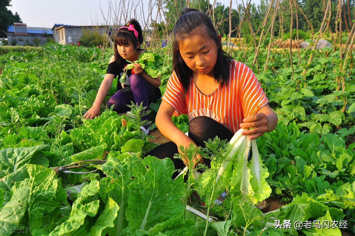 猪草怎么喂猪最好,发酵好的猪草怎么喂