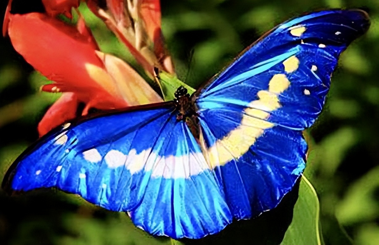 世界最名贵的蝴蝶自行车,世界八大名贵蝴蝶