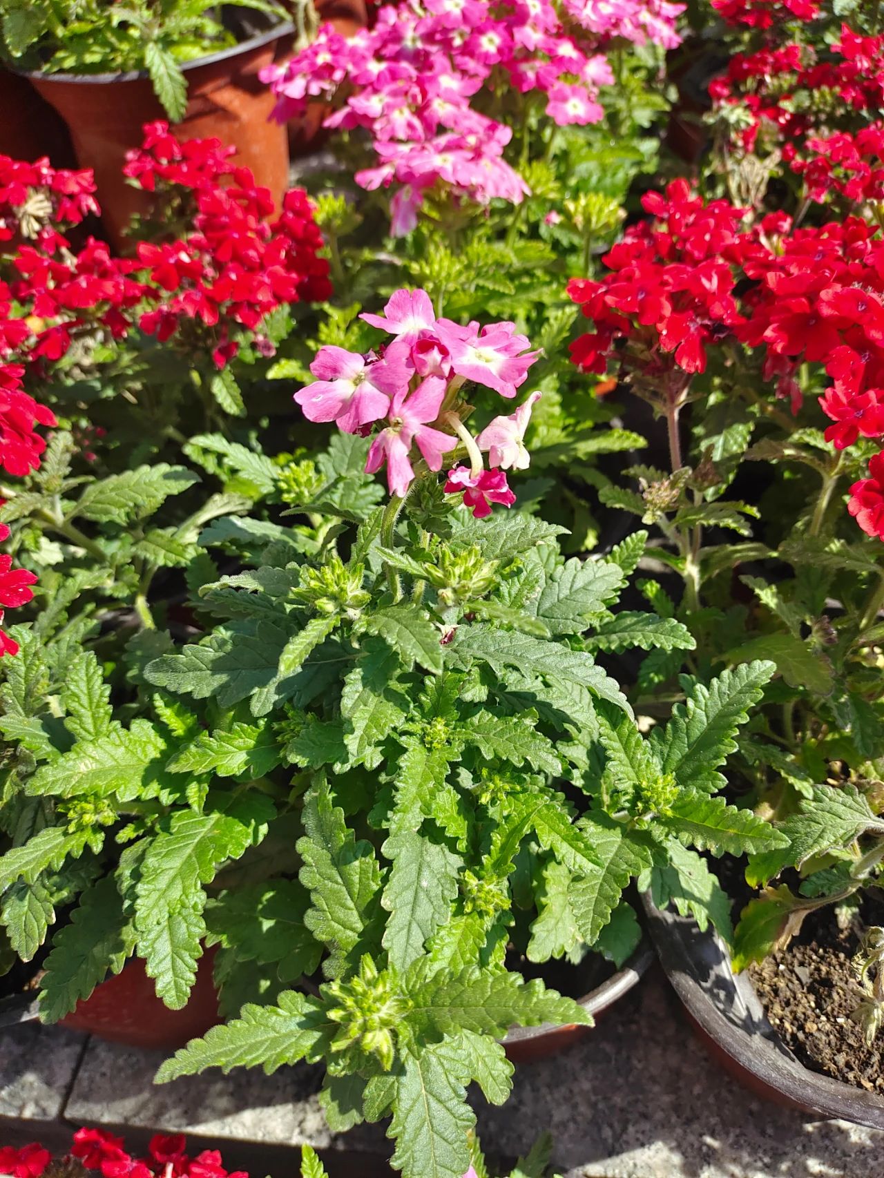 植物施肥的方法和注意事项,花卉施肥什么肥最好