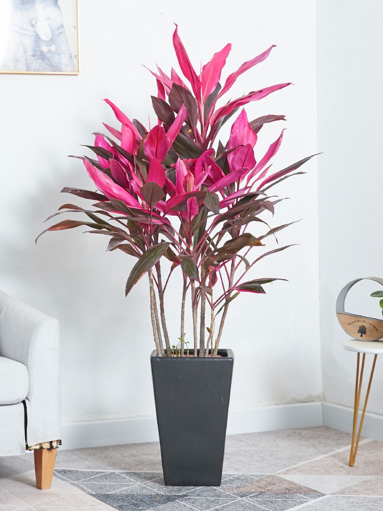 治愈系盆栽绿植推荐,室内小型绿植花卉推荐品种