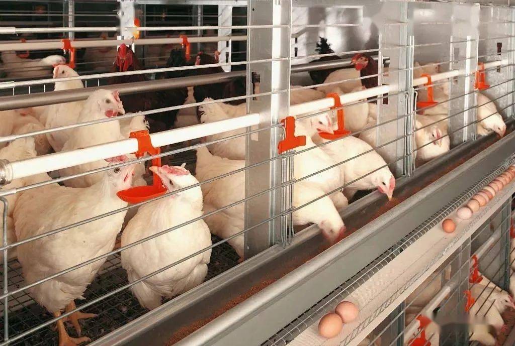 冬季蛋鸡饲养管理需要注意些什么,海兰褐商品代蛋鸡饲养管理手册