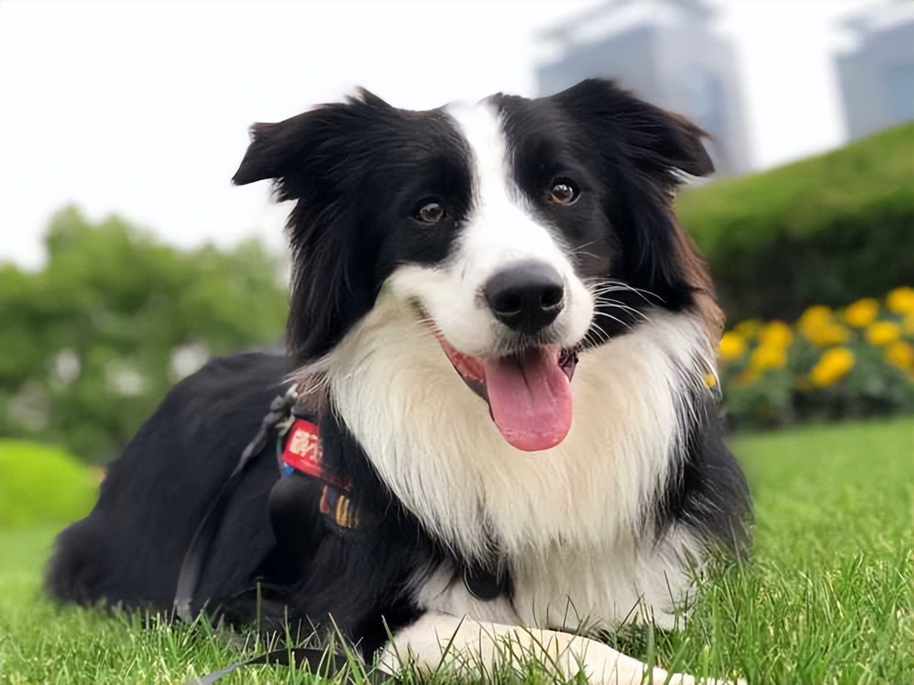 忠诚聪明又有攻击性的狗狗排名,其实可以养的具有攻击力的狗狗