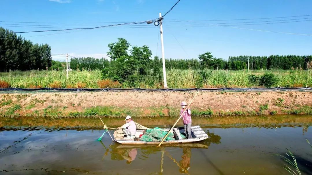 东平县种大棚挣钱吗,东平县商老庄水稻
