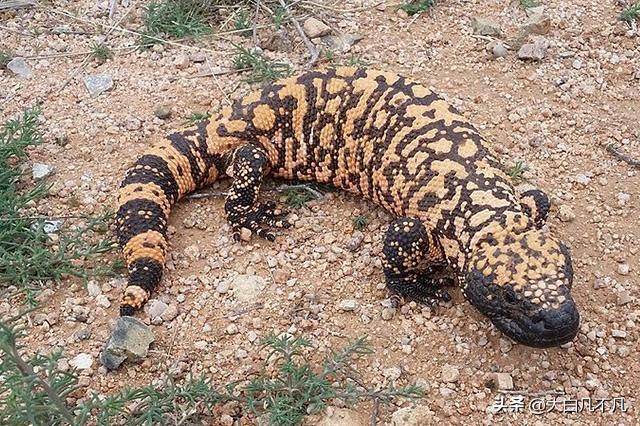 五毒之王对战五毒之王,五毒之王是谁