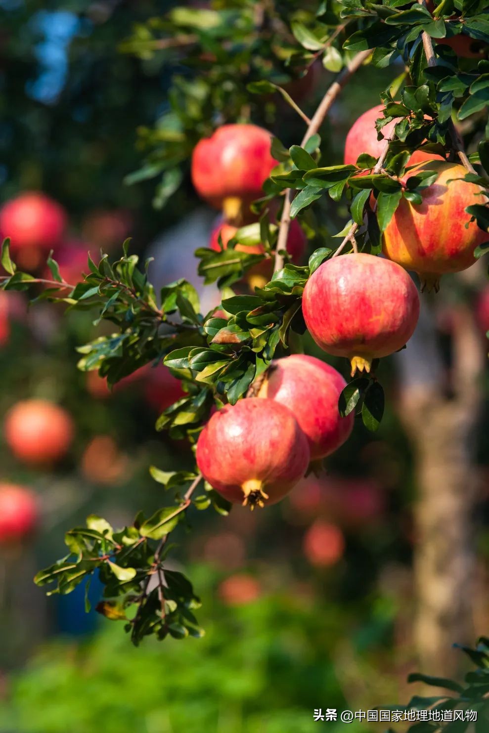 大山深处有哪些秘密,大山里的秘密是哪里的