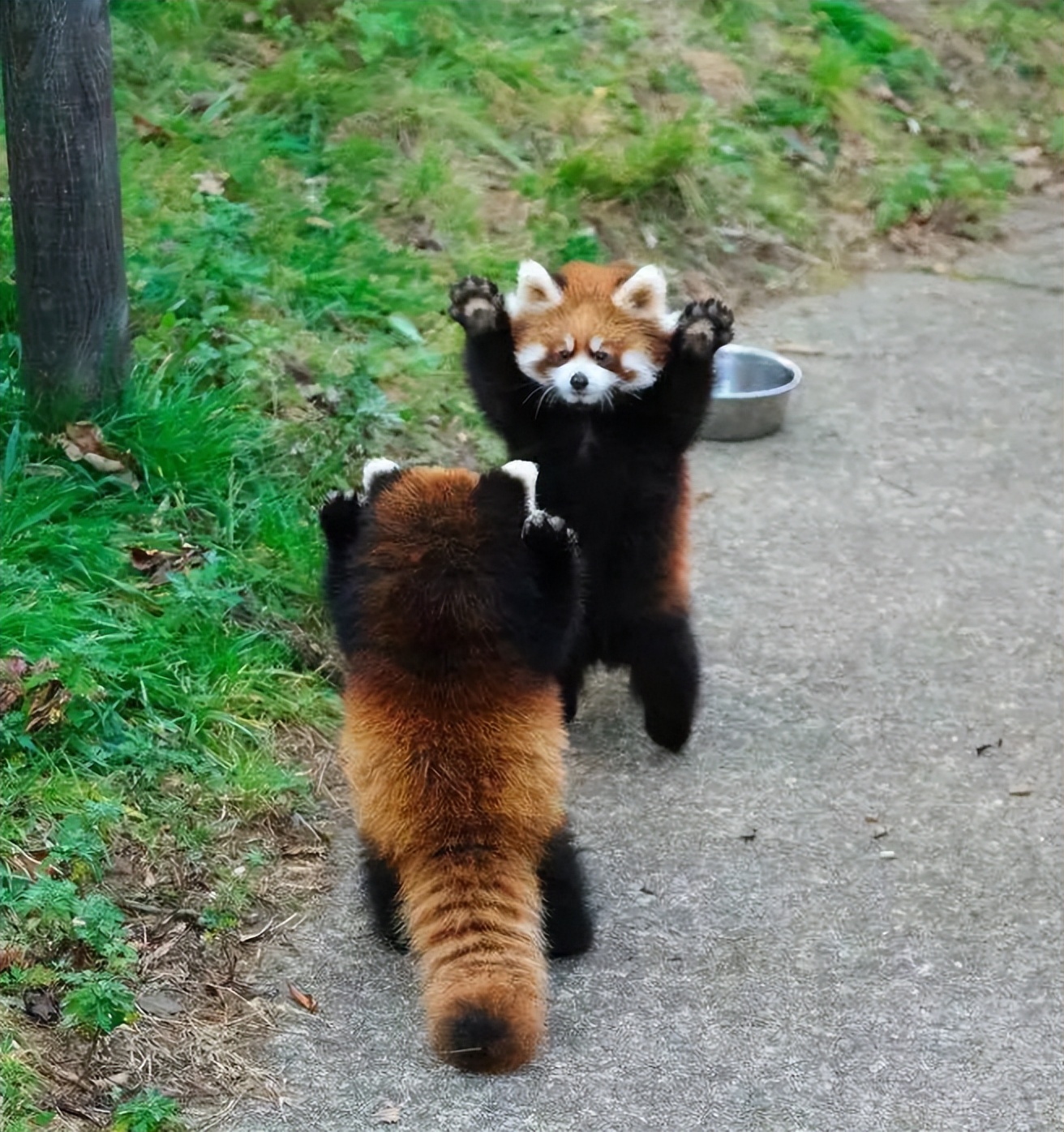 夏说文解字分析,夏说文解字的解释