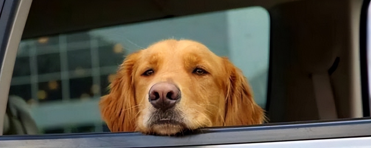 开车带狗狗跑长途怎么照顾,开车带狗狗外出怎么不弄脏车