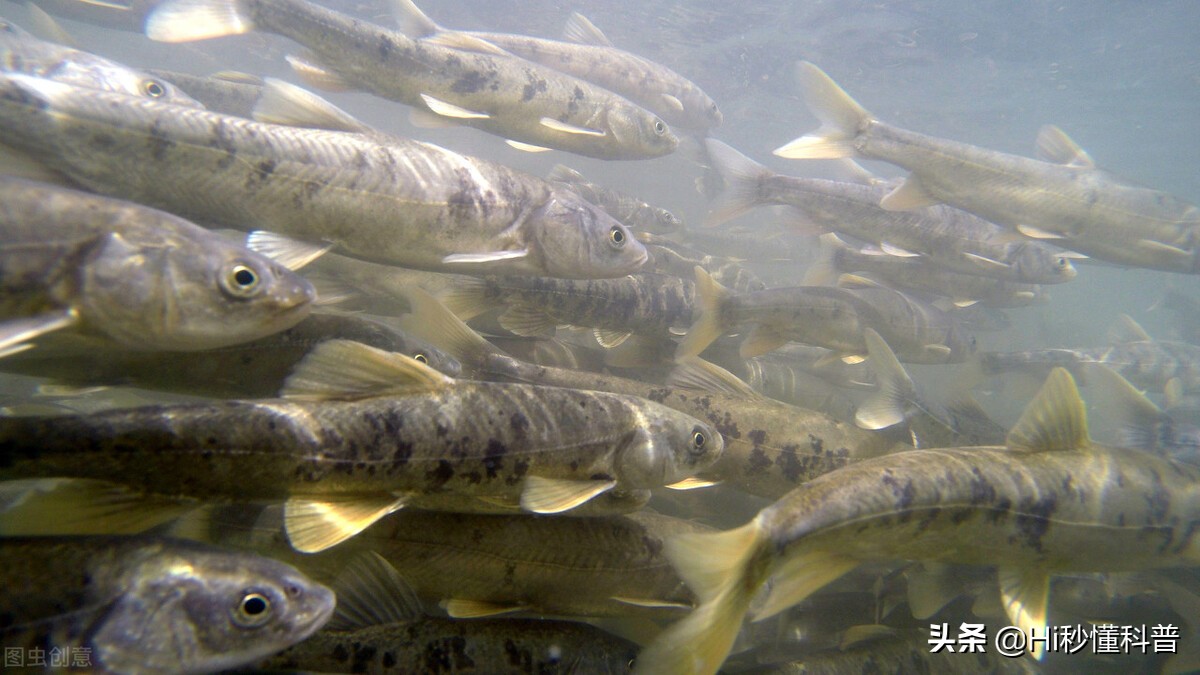 青海湖的救星：3年吃掉7万吨现数量恢复，黑色市场可浮上台面？