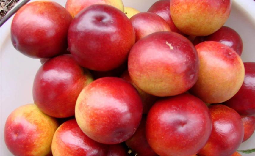 秋天到了,让我们一起聊聊桃子吧