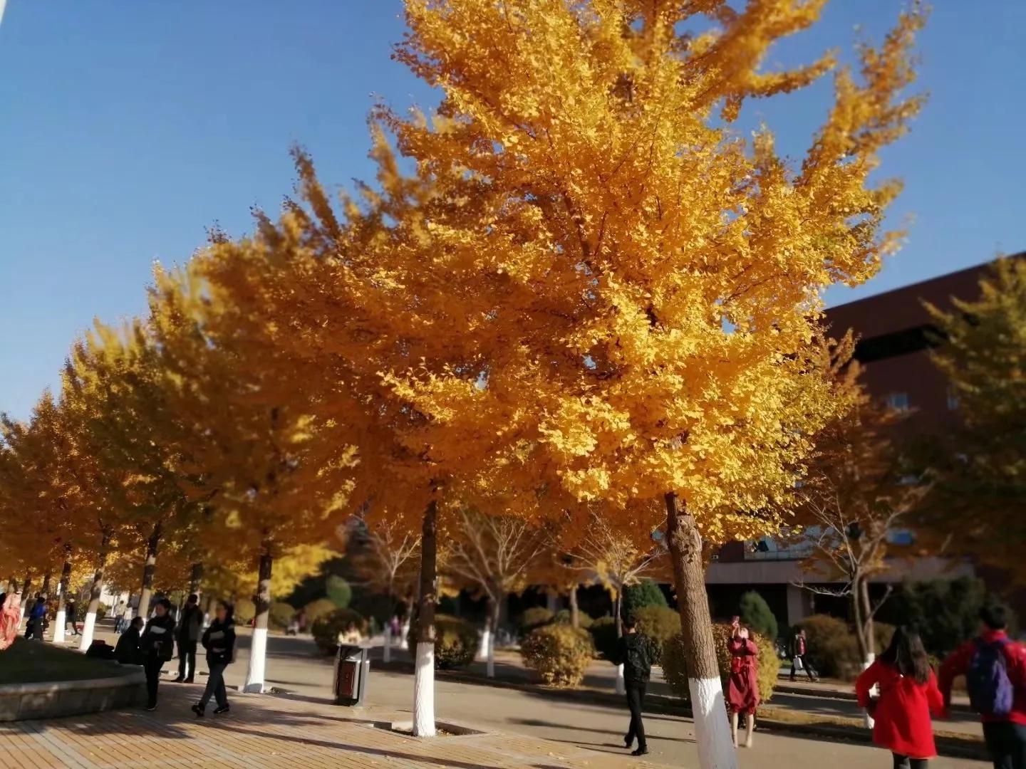 我的母校我的家乡,回母校宣传沈阳师范大学
