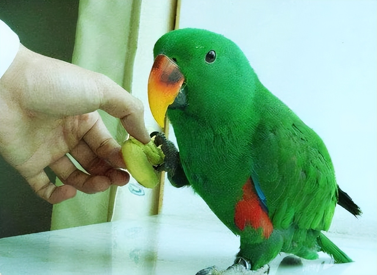 新手养鹦鹉基本常识,新手养鹦鹉的知识讲解
