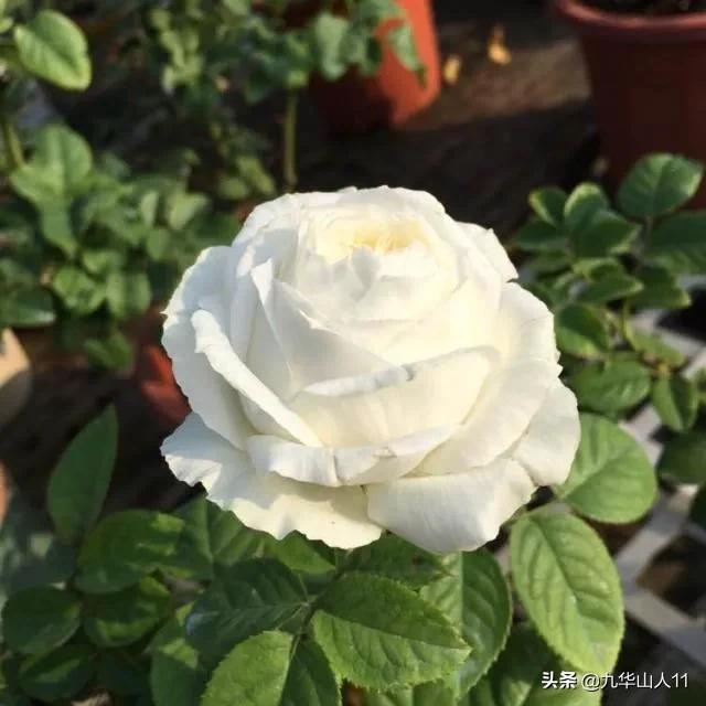 大花浓香勤花的月季品种,大花月季品种介绍大全图片及价格