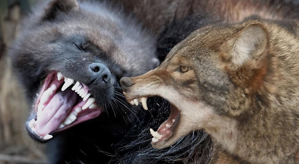 大兴安岭发现貂熊外出觅食，能猎杀200斤马鹿，敢从猞猁嘴下夺食