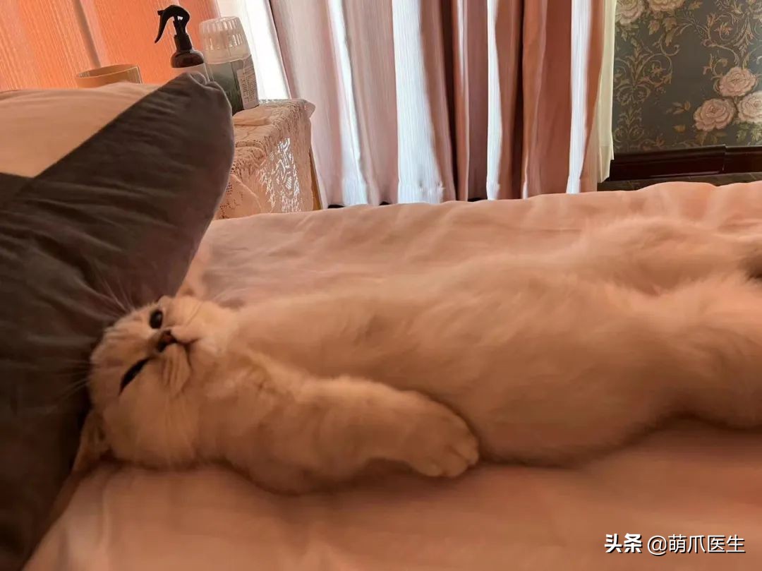 猫吃米线,猫吃米线吗