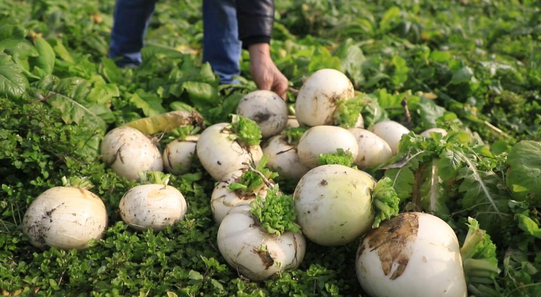 郫都区安德街道云桥村,云桥村萝卜
