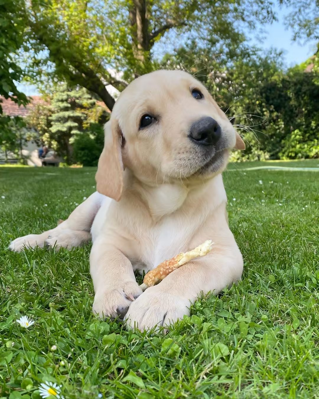 养宠新手适合养什么宠物狗,适合懒人养的狗狗宠物有哪些