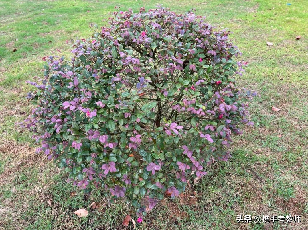 红花檵木的简介资料,红花檵木嫁接视频