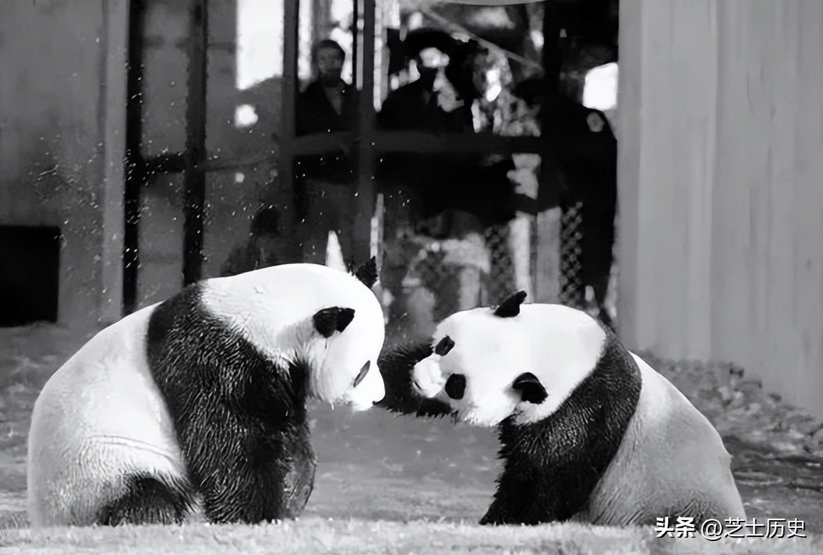 大熊猫乐乐事件全过程,大熊猫乐乐为什么会死亡