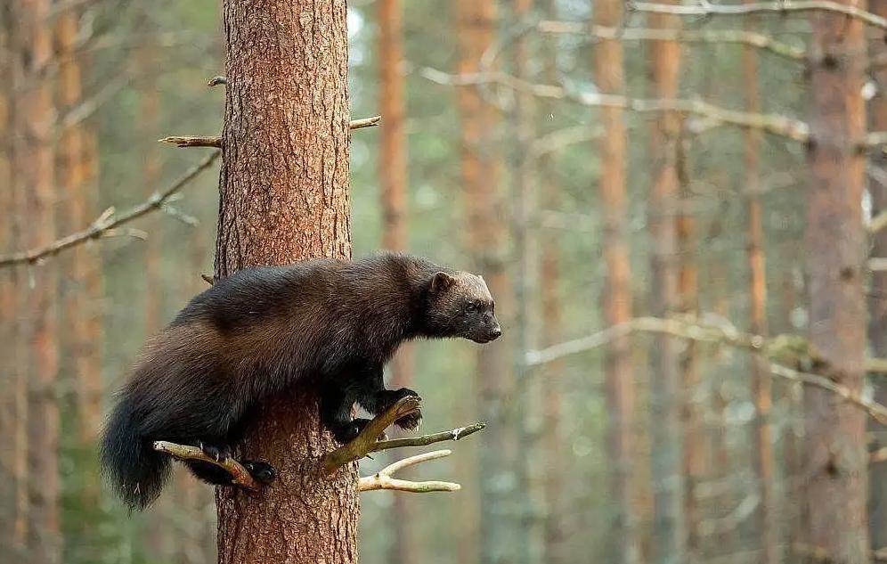 大兴安岭发现貂熊外出觅食，能猎杀200斤马鹿，敢从猞猁嘴下夺食