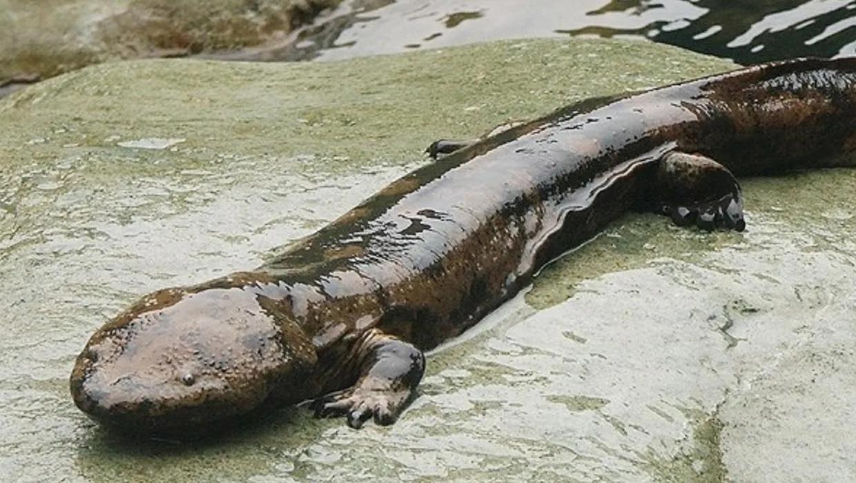 地球上的五种存活至今的古老动物,七种未灭绝的史前动物