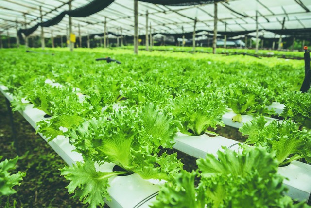 技术干货蔬菜11种药害症状全解,怎么判定蔬菜是否发生药害