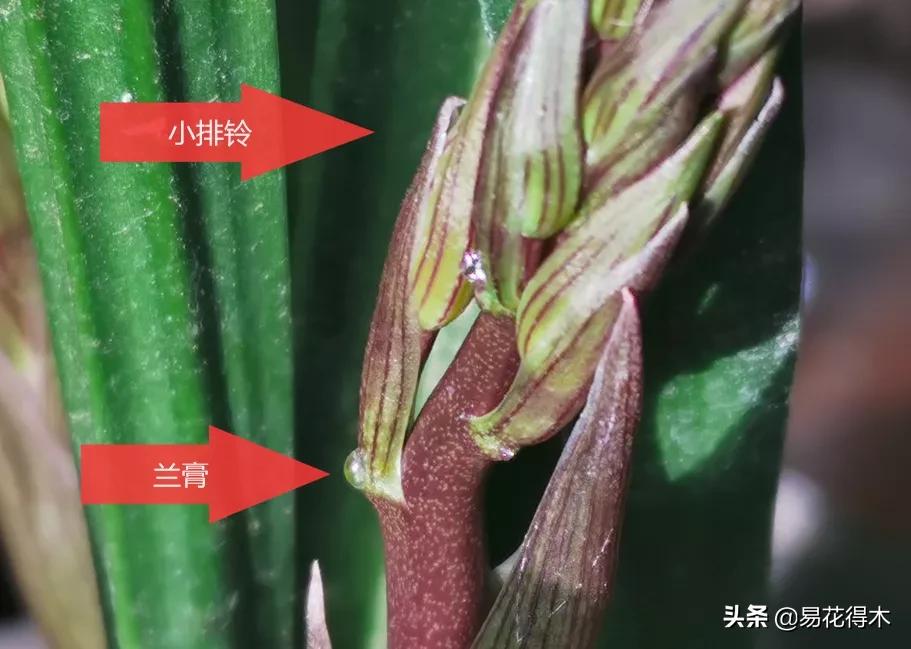 兰花上盆如何避免空根生长,兰花开始开花怎么养护好看