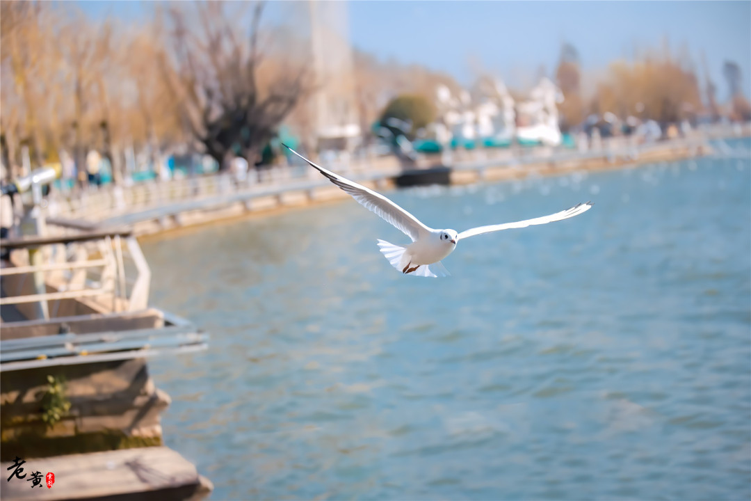 昆明滇池边海鸥图片,冬季来昆明海埂大坝看海鸥太美了
