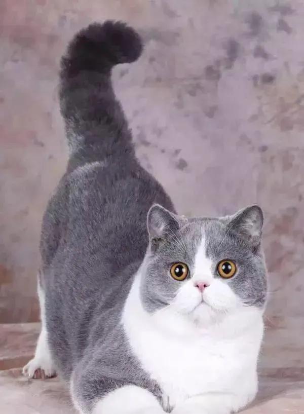 美短猫咪有几种品种,你了解的猫咪品种有几个