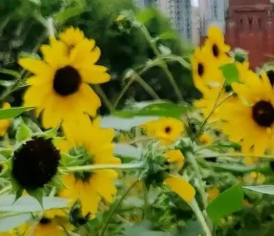 13岁女儿患重度抑郁症怎么办,13岁女儿重度抑郁症该怎么办