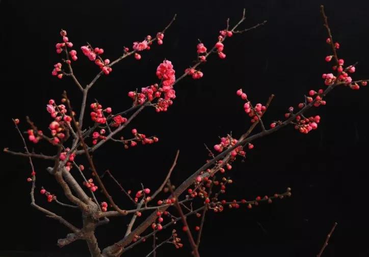 浙江诗路|石头斋西湖百咏