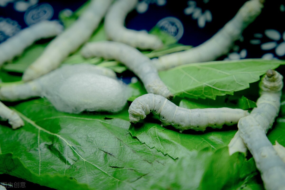 桑蚕丝怎么做成被芯,桑蚕丝柞蚕丝被的制作方法