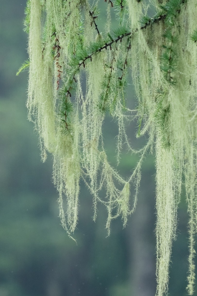 滇金丝猴要吃的,滇金丝猴最爱吃什么