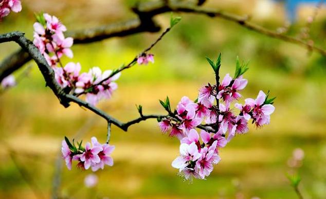 春日正好莫负春光,春日诗集大赏