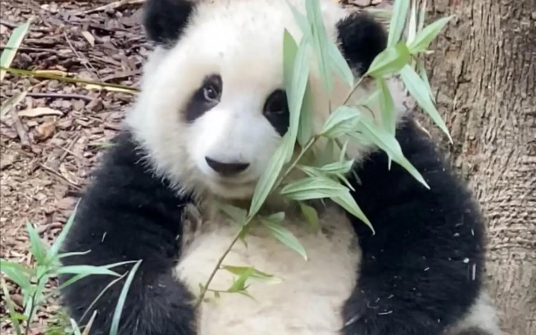 大熊猫花花和荷叶的温暖瞬间,国宝大熊猫和花萌萌哒瞬间