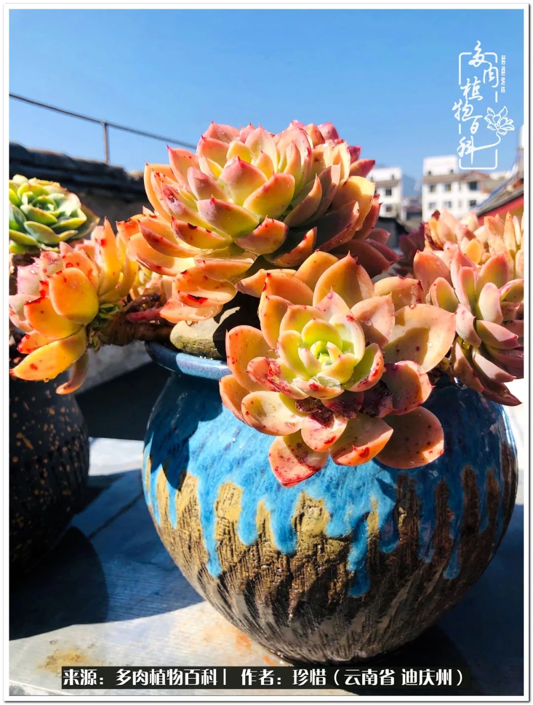 给生命一份淡然还岁月一份从容,给生命留一份洒脱的话