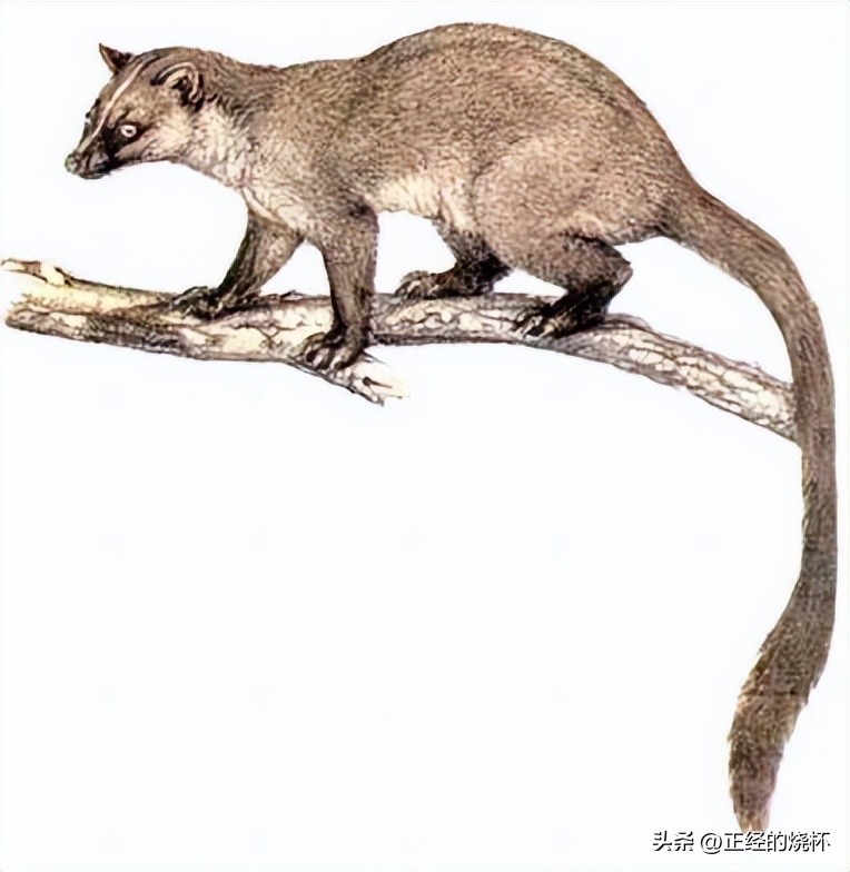 灵猫属于什么猫,长尾灵猫是猫科动物吗